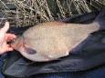 Johannes Woudsma7 pond en 72cm.